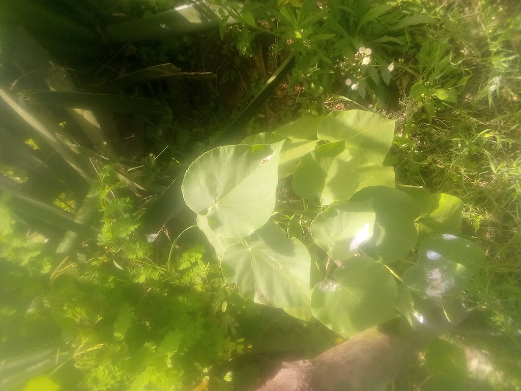 tree
