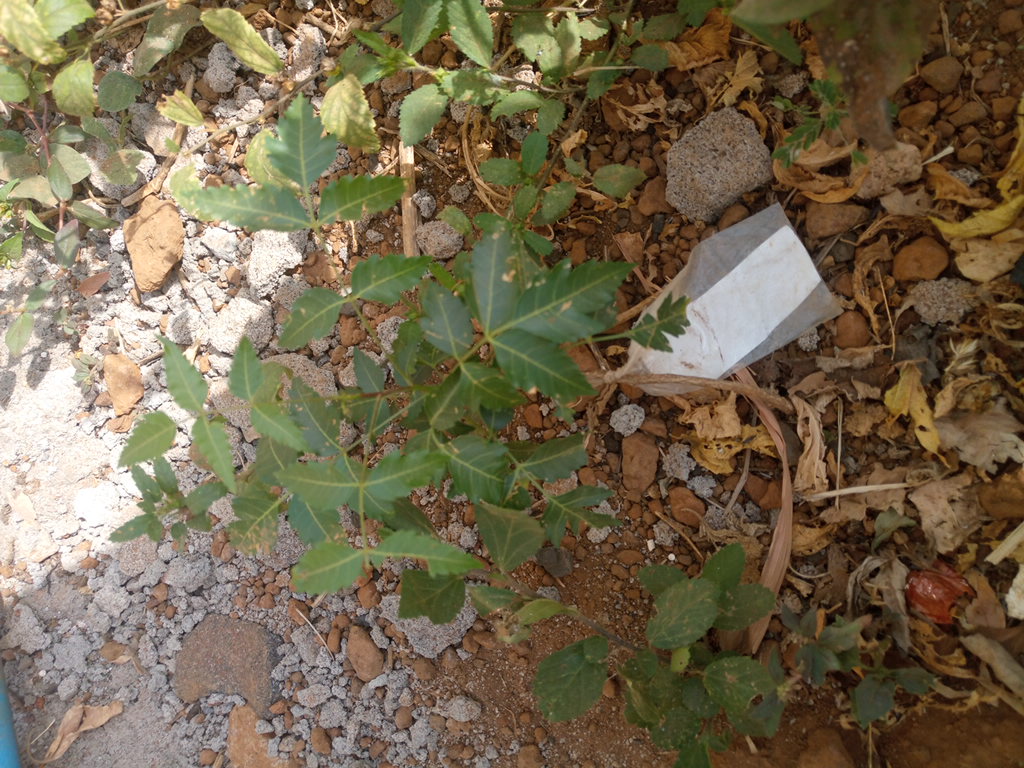 tree