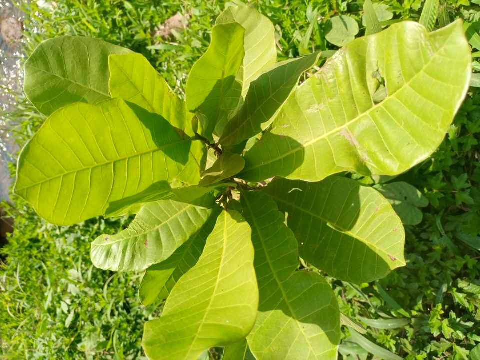 tree