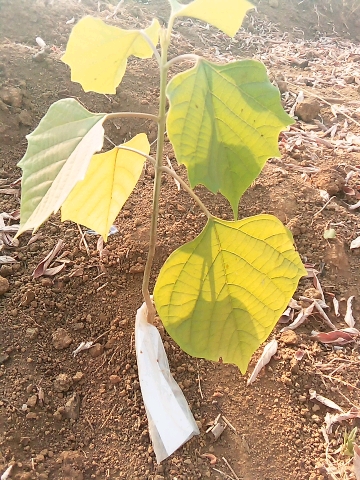 tree