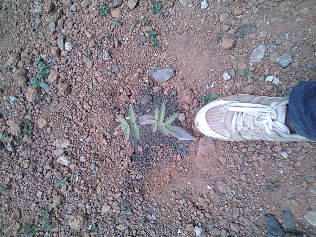 tree