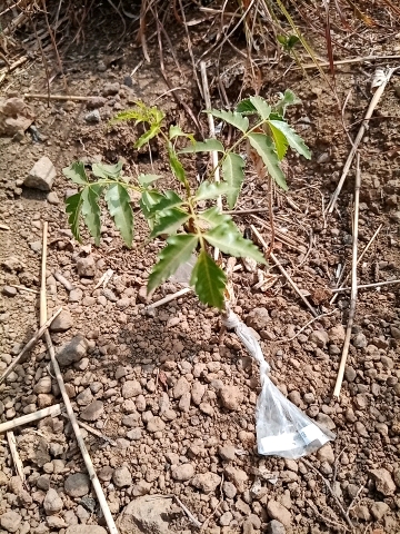 tree