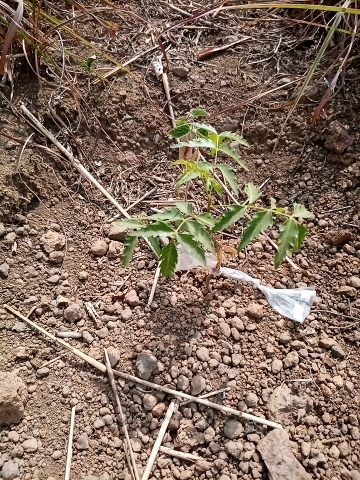 tree