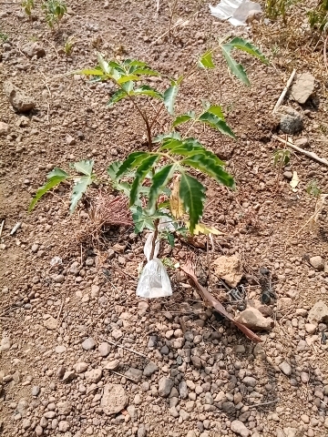 tree