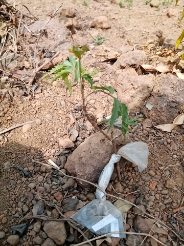 tree