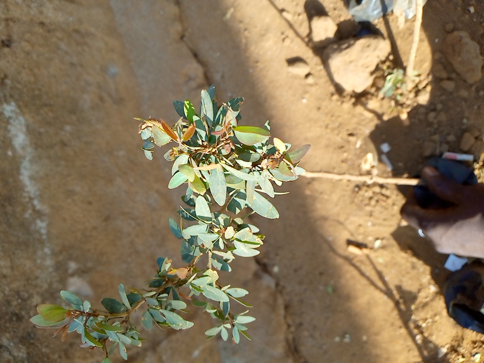 tree