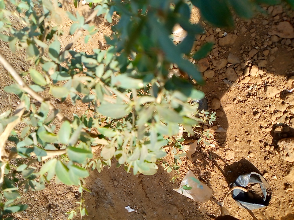 tree