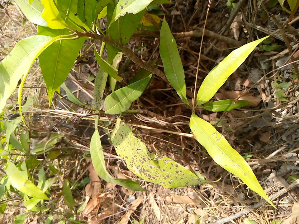 tree