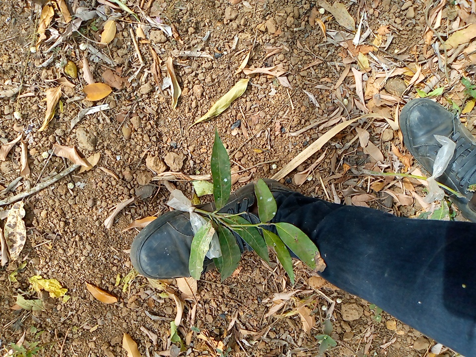 tree
