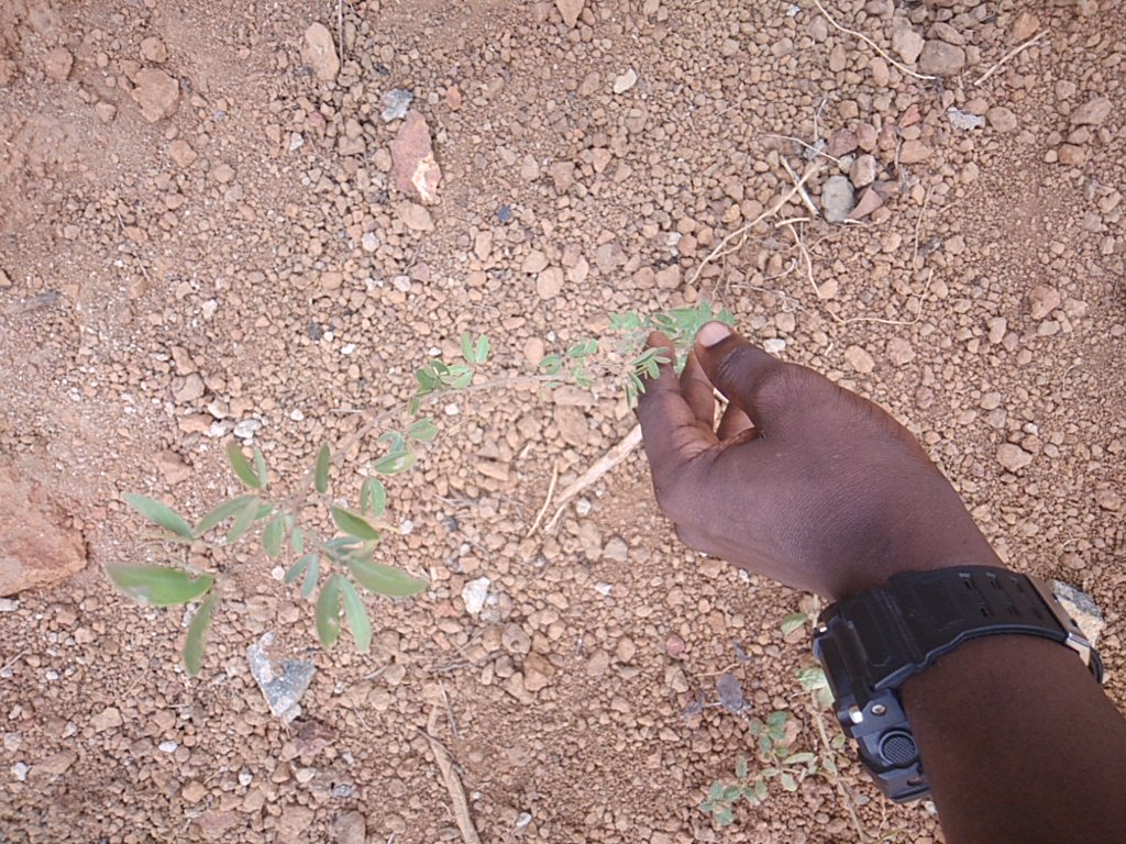 tree