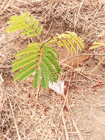 tree