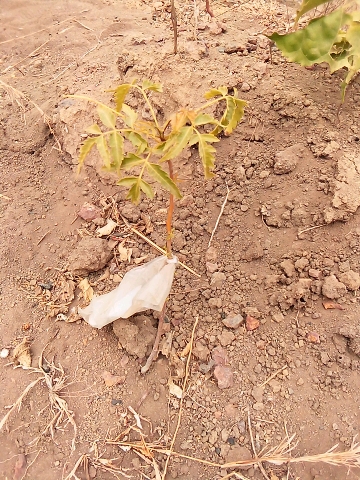 tree