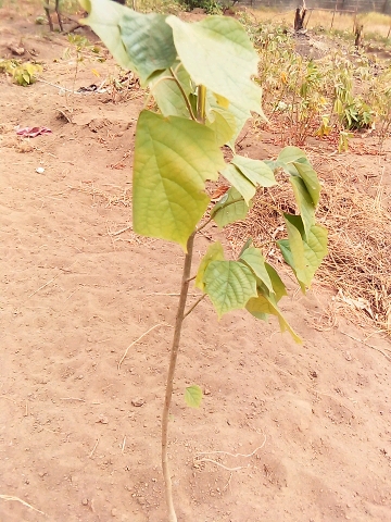 tree