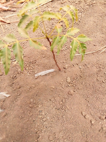 tree
