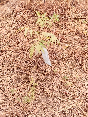 tree