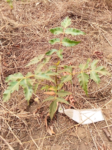 tree