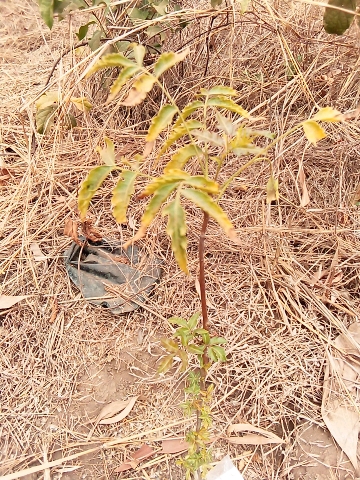 tree