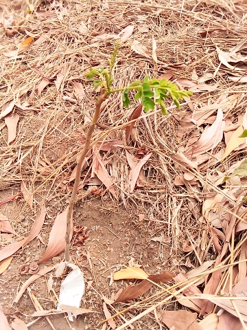 tree