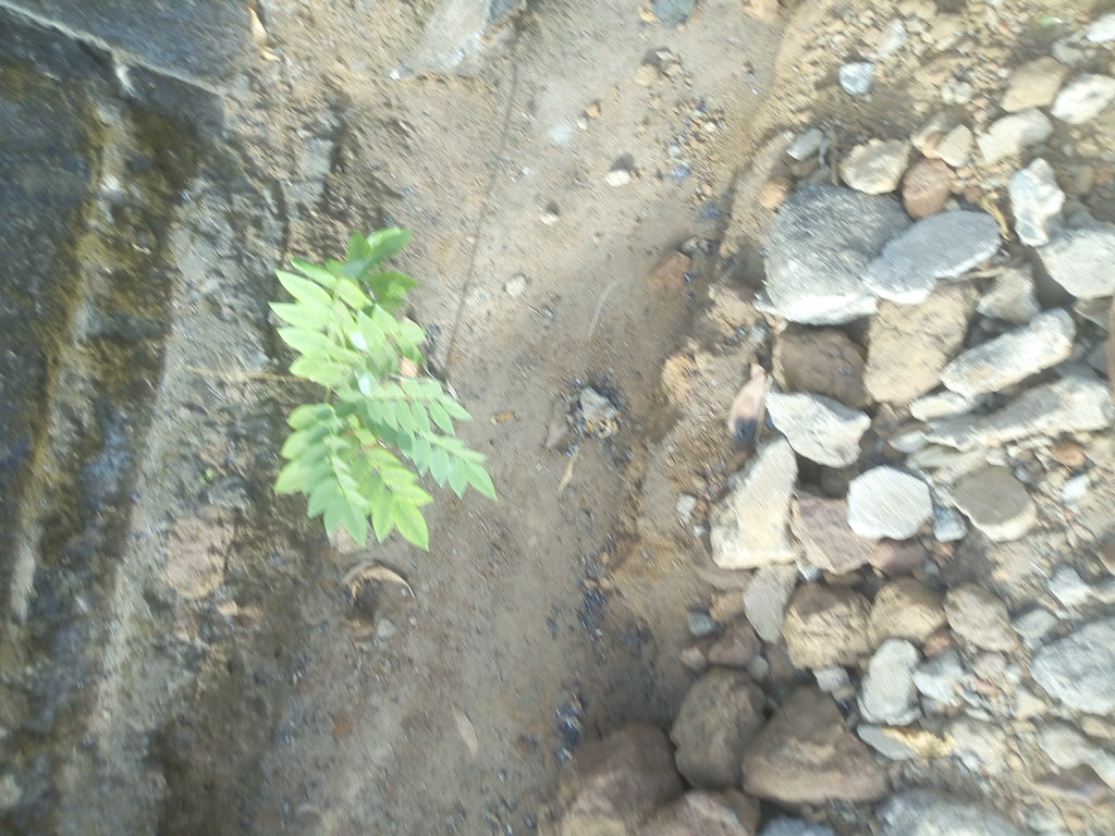 tree