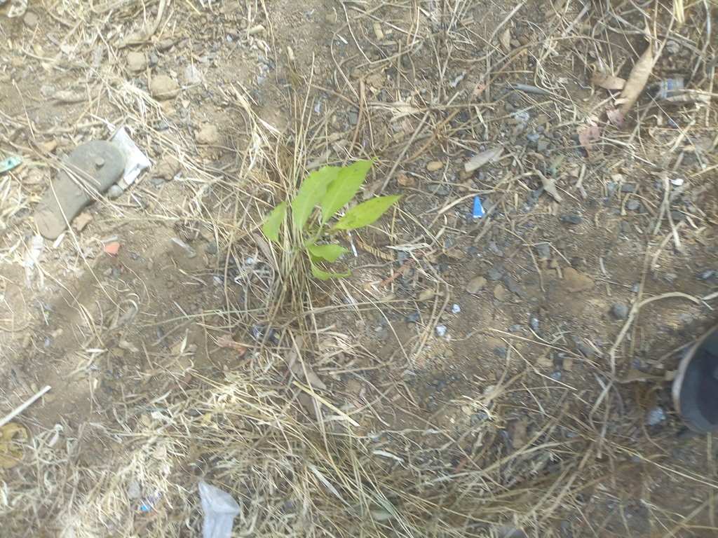 tree