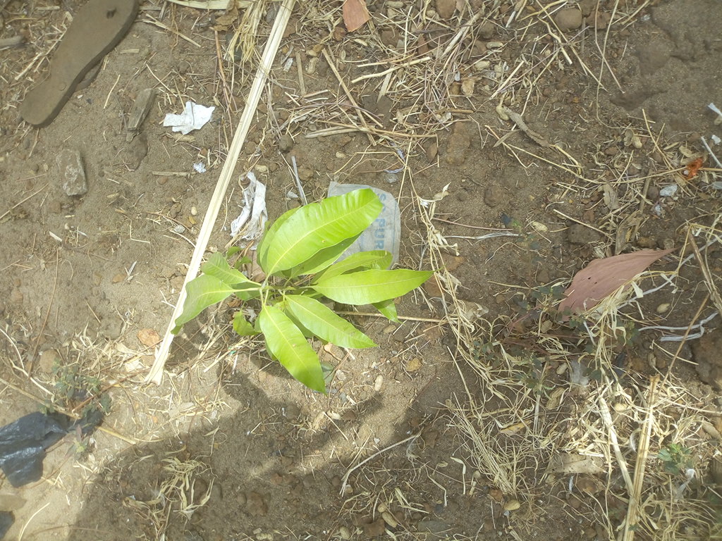 tree