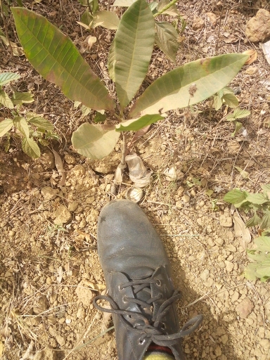 tree