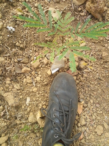tree