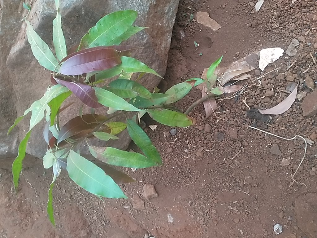 tree