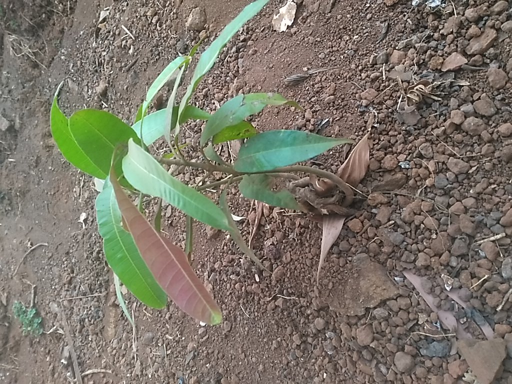 tree