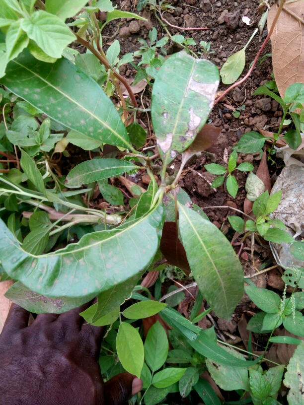 tree