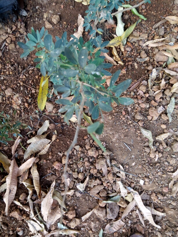 tree