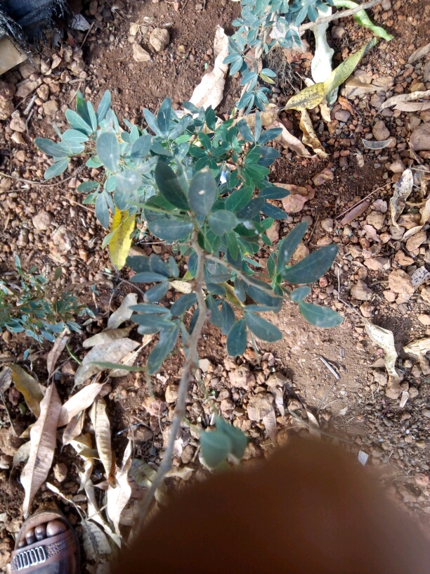 tree