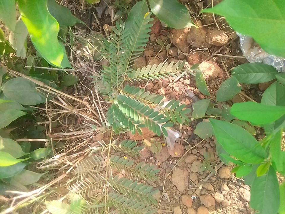 tree