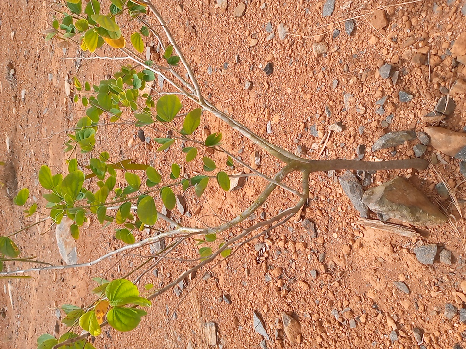 tree