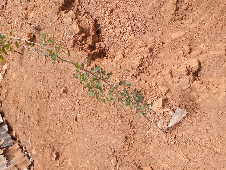 tree