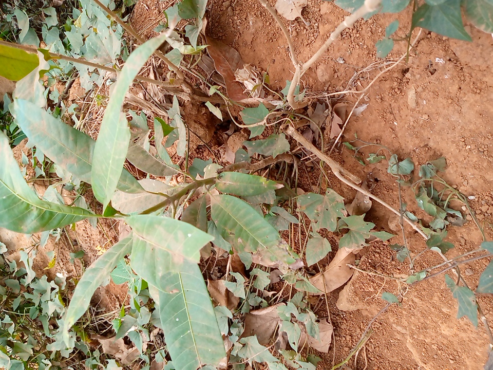 tree