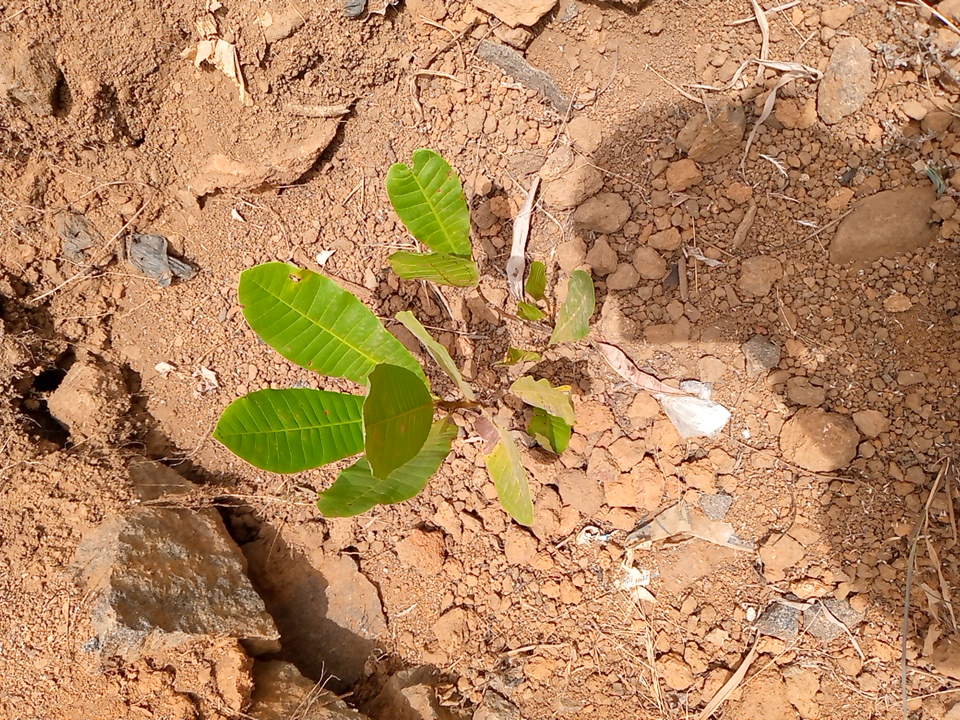 tree