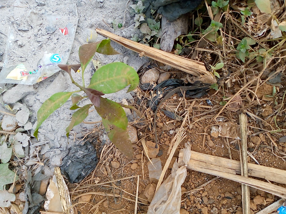 tree