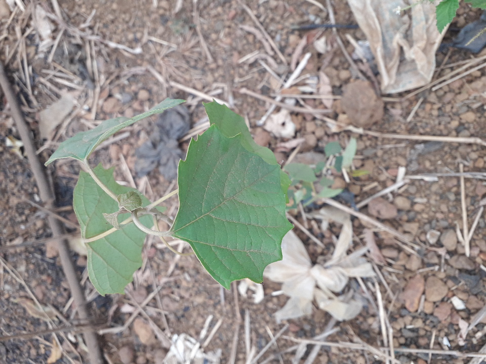 tree