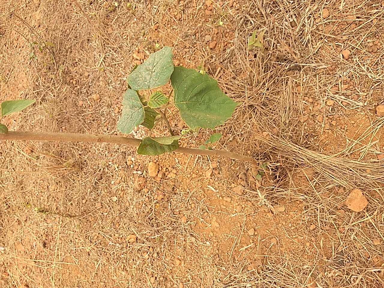tree