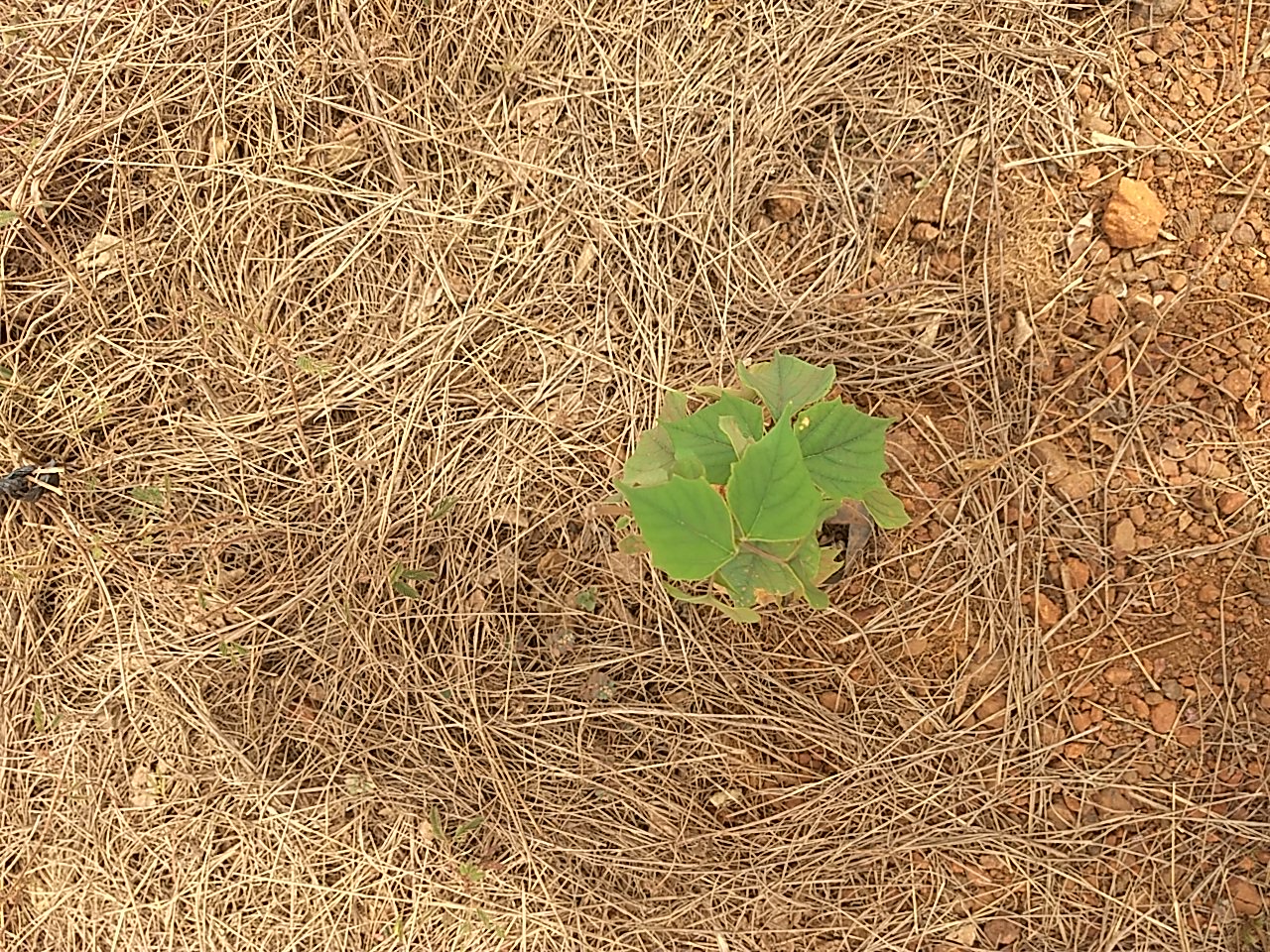 tree