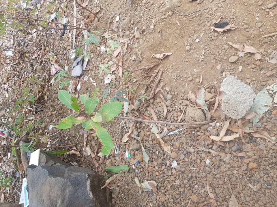 tree