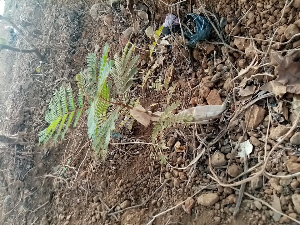 tree