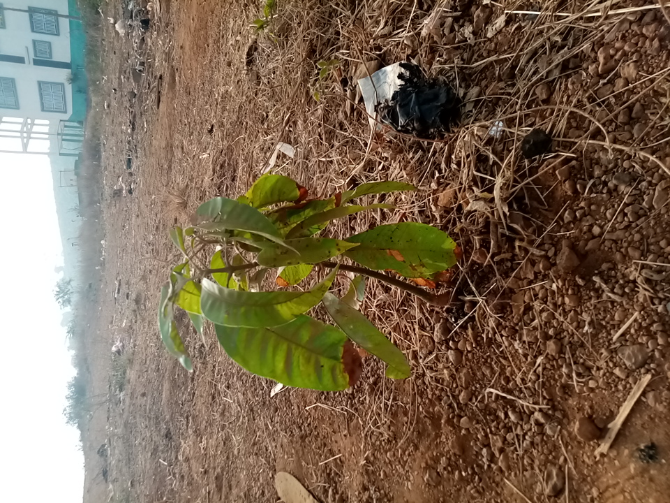 tree