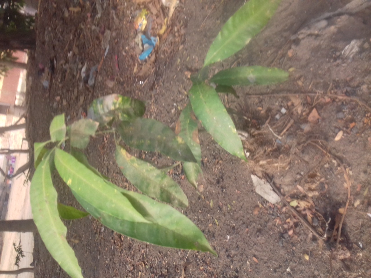 tree