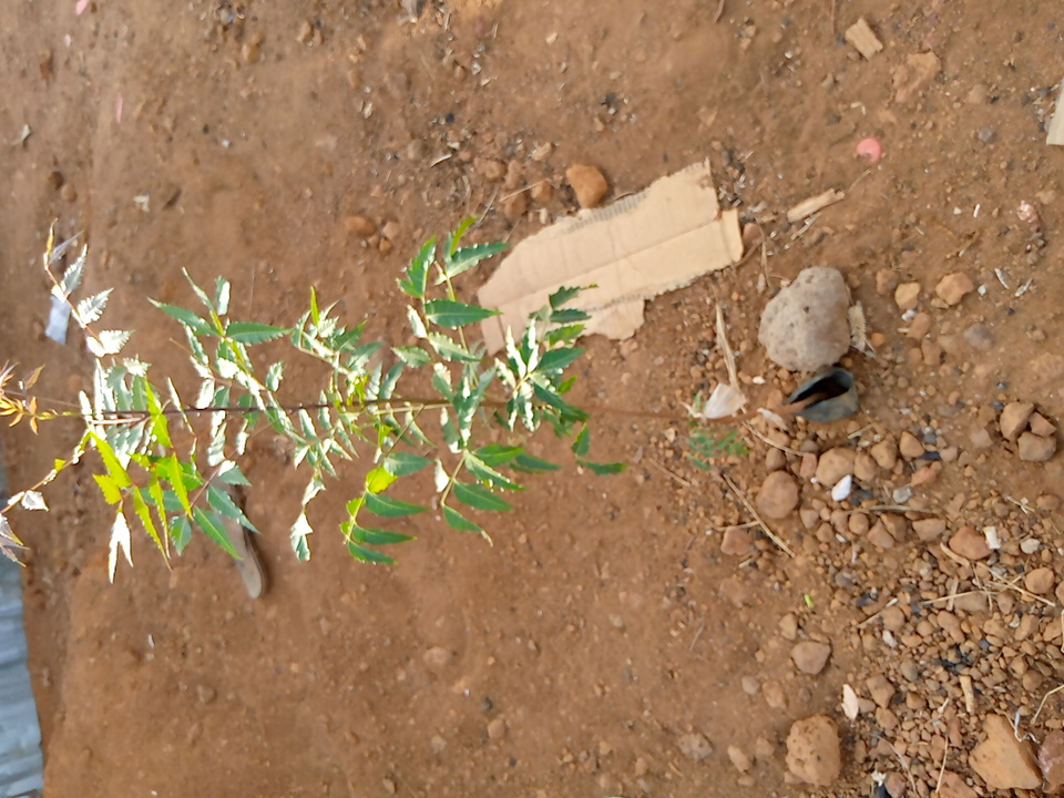 tree