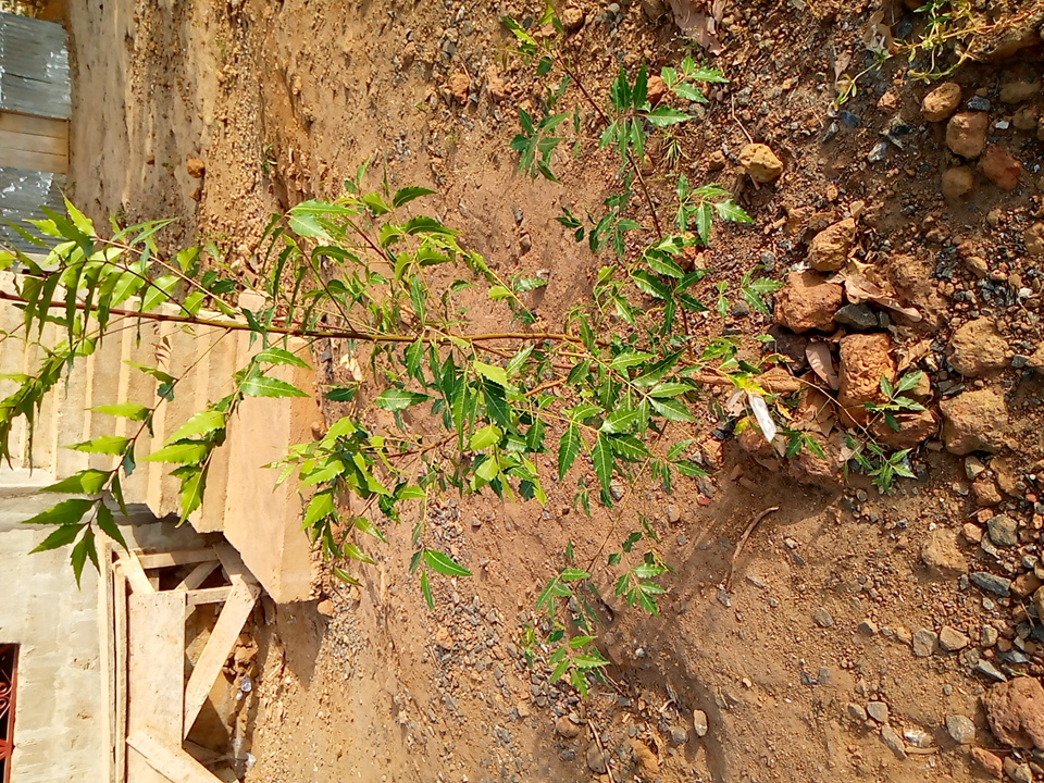 tree