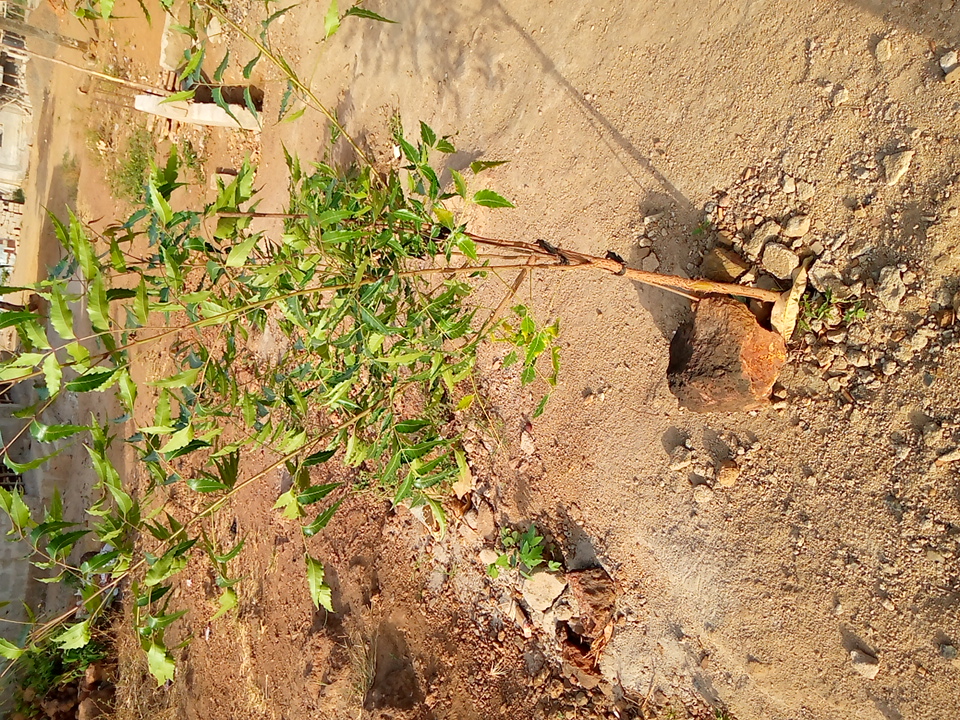 tree
