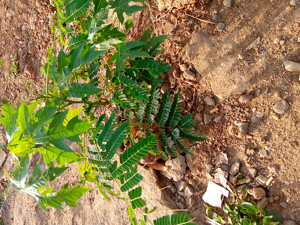 tree