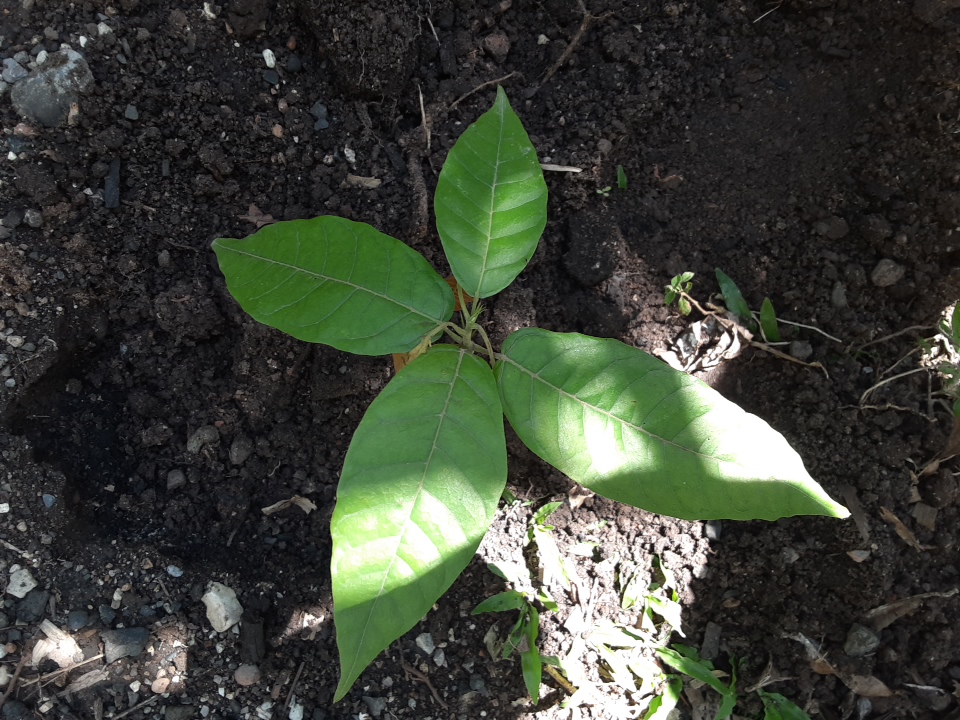 tree